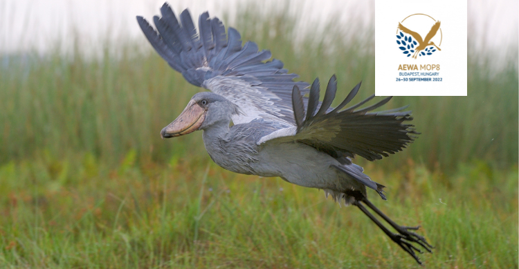 AEWA’s African Initiative – Giving Wings to Waterbird Conservation in Africa